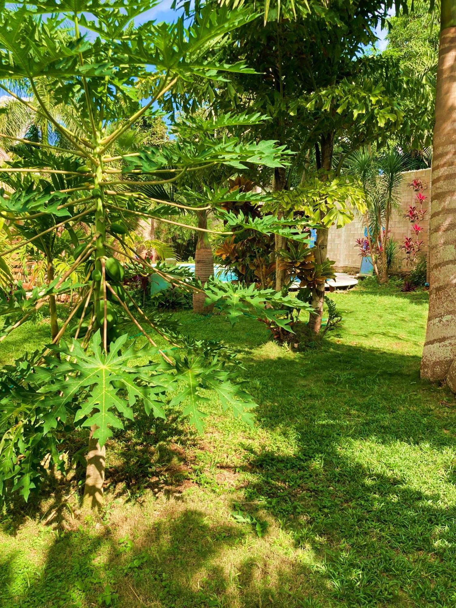 Green Paradise Leona Vicario Exteriér fotografie