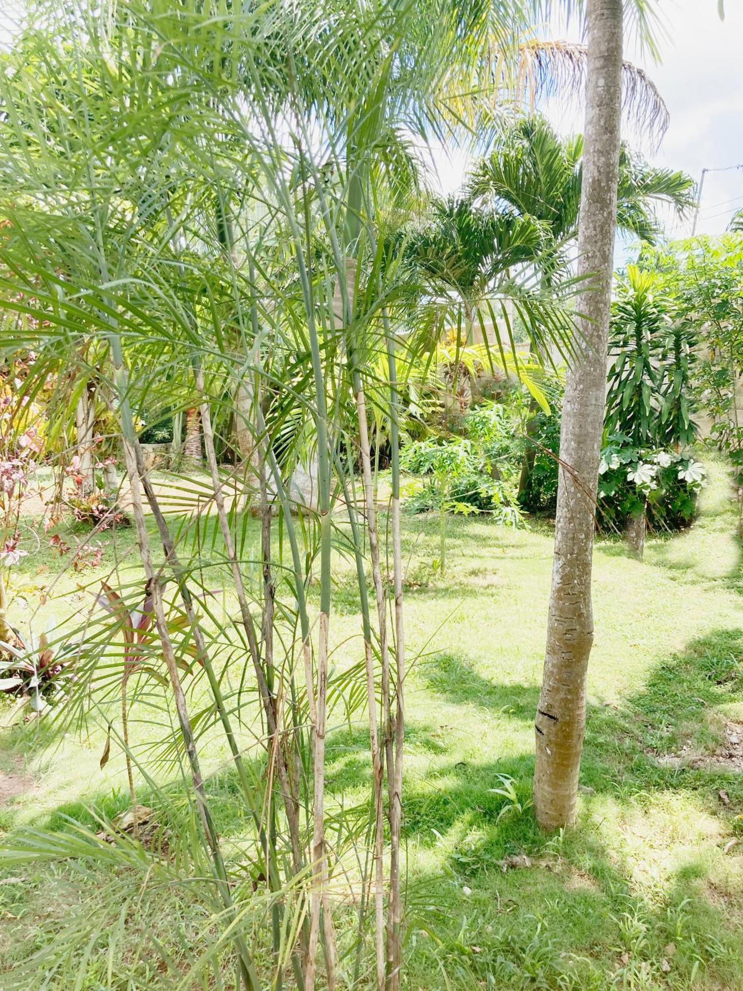 Green Paradise Leona Vicario Exteriér fotografie