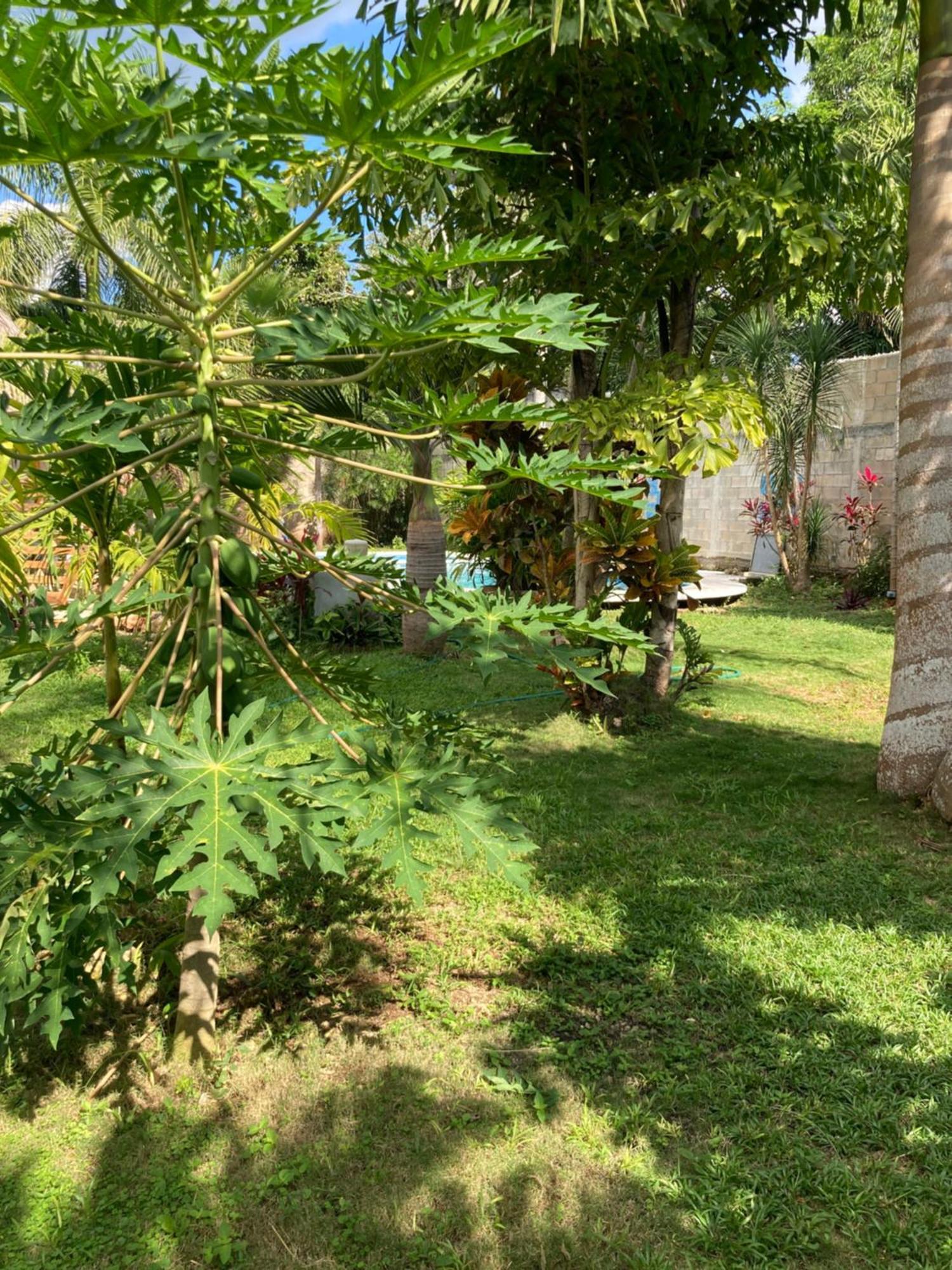 Green Paradise Leona Vicario Exteriér fotografie